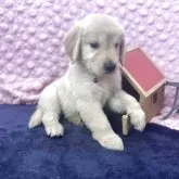 ゴールデンレトリバー【茨城県・女の子・2025年7月7日・ゴールデン】の写真1