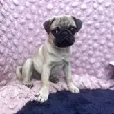 パグ