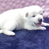 柴犬(標準サイズ)