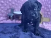 ラブラドールレトリバー【茨城県・男の子・2024年12月12日・ブラック】の写真6