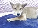 柴犬(標準サイズ)【茨城県・女の子・2025年6月22日・レッド】の写真6