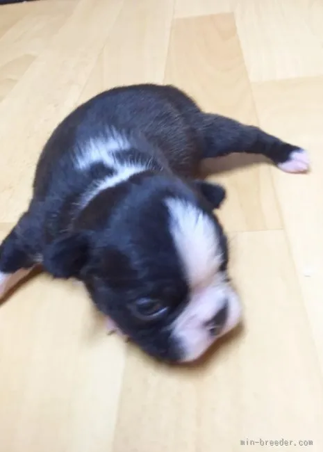 ID:1601-01371の子犬