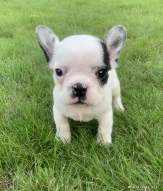 ID：1907-00347の子犬