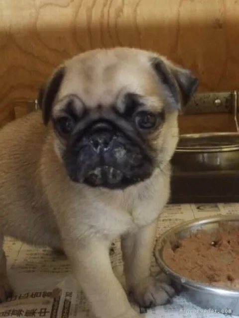 ID：1604-01031の子犬