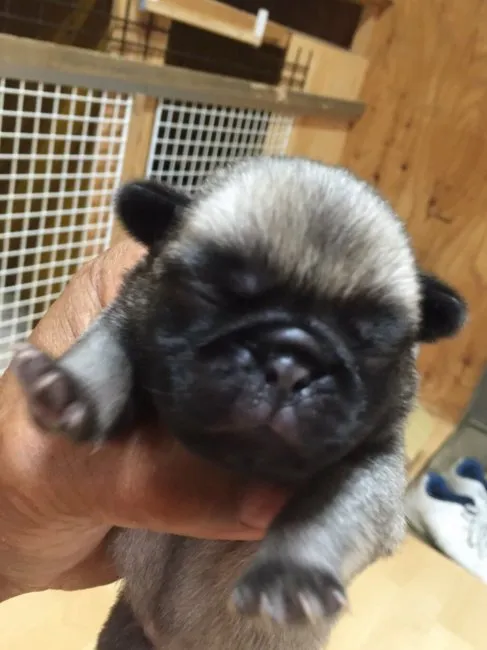 ID：1606-01468の子犬