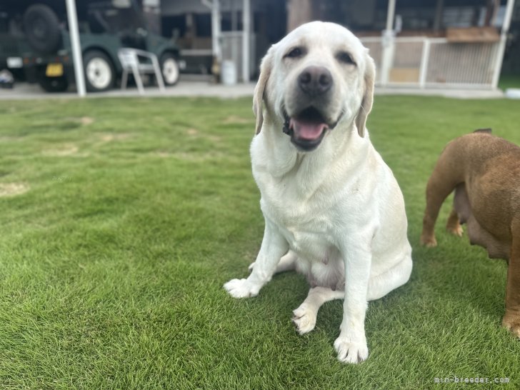 ラブラドールレトリバー【・女の子・2021年11月19日・イエロー】「お産直後の写真です」