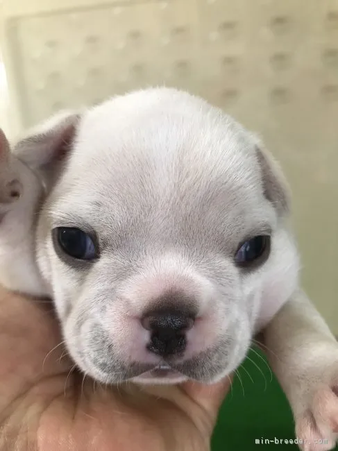 ID：1707-00547の子犬