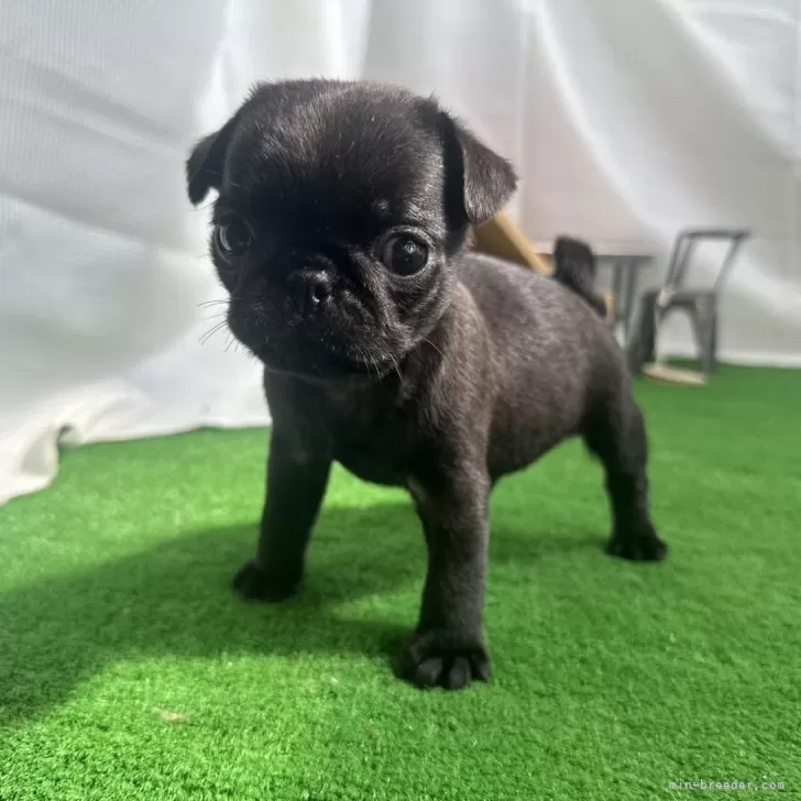 ID:2405-05182の子犬