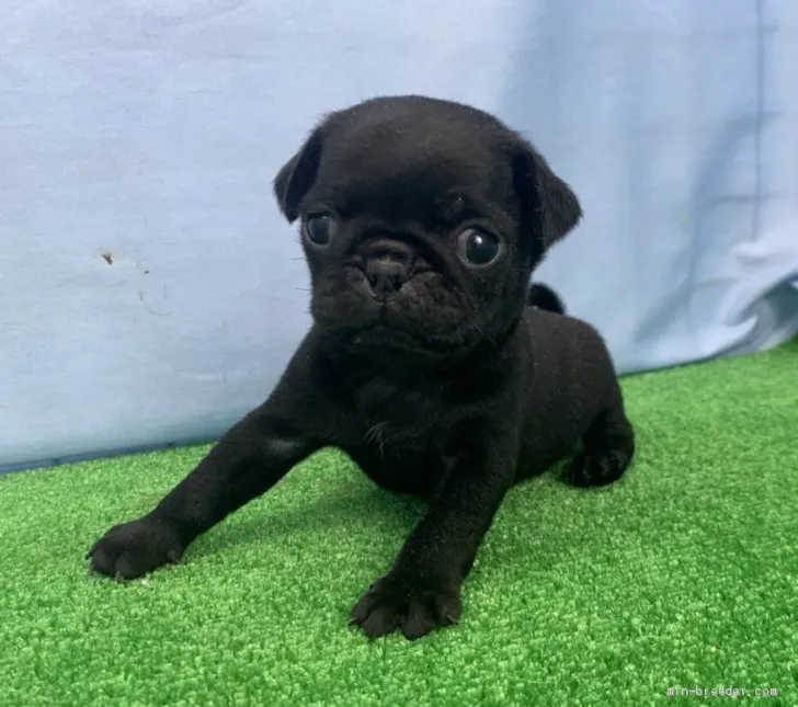 ID：2007-01695の子犬