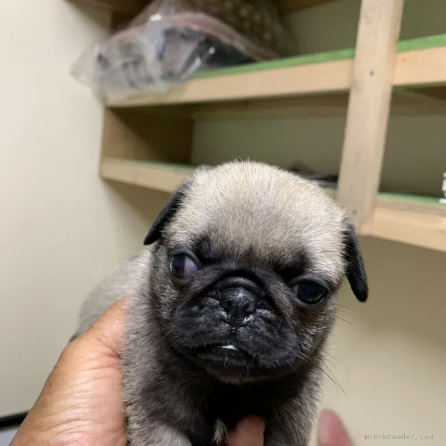 ID：1906-00213の子犬