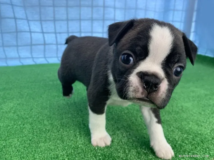 ID：2002-02101の子犬