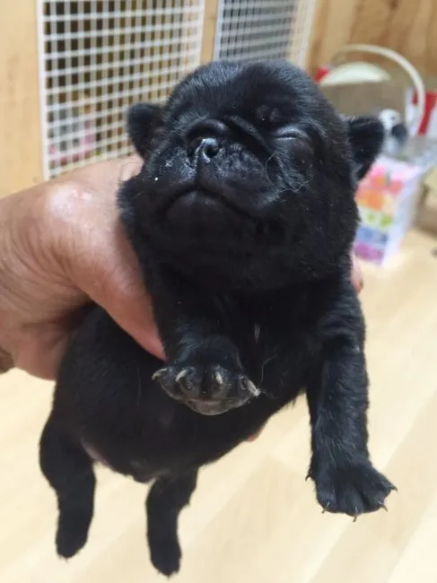 ID:1606-01466の子犬