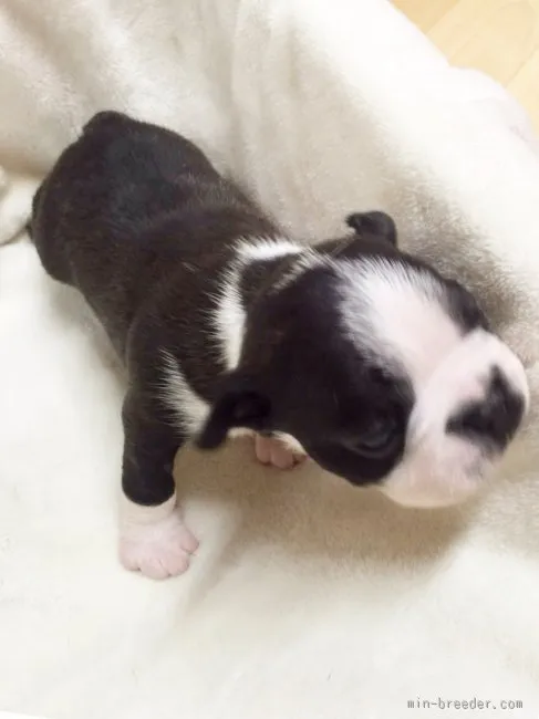 ID:1603-00512の子犬