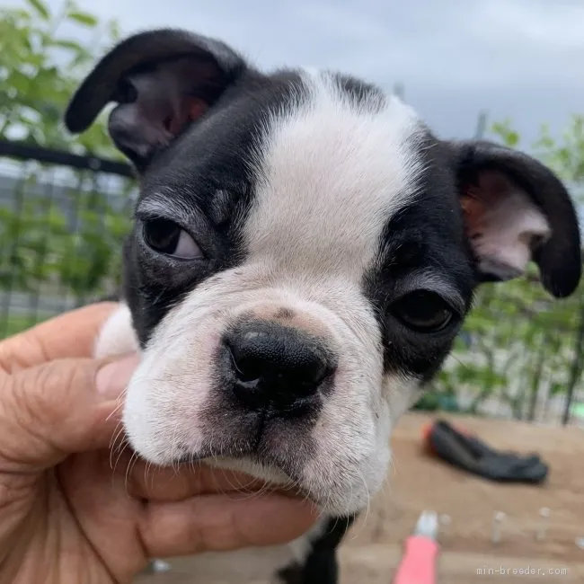 ID：1904-01517の子犬