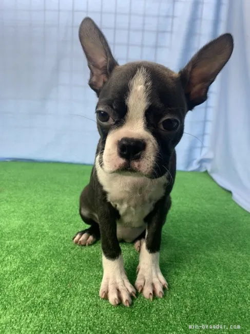 ID：2007-02926の子犬