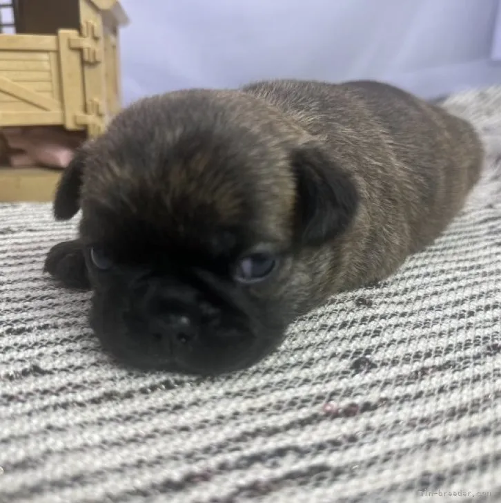 ID：2310-06010の子犬