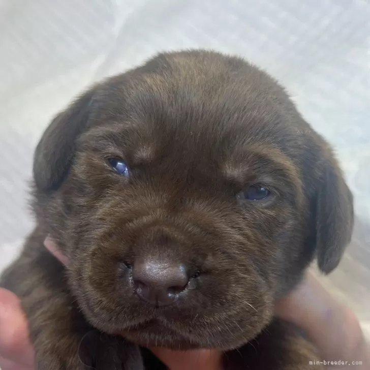 ID:2410-07731の子犬