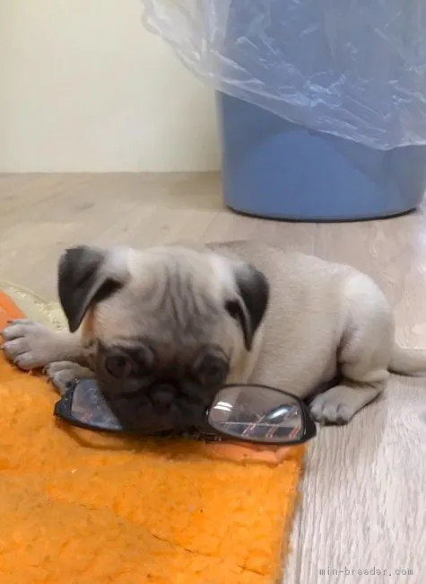 ID：1611-00847の子犬