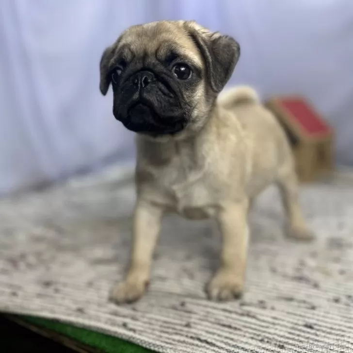 ID：2402-04912の子犬