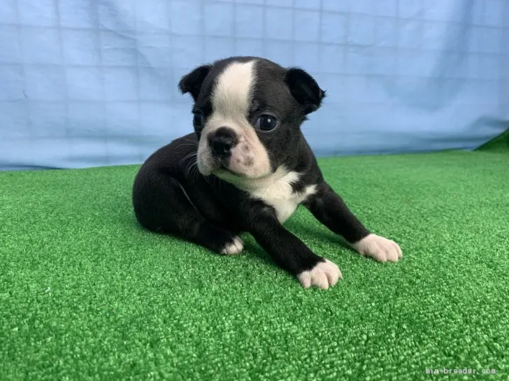 ID：2001-02841の子犬