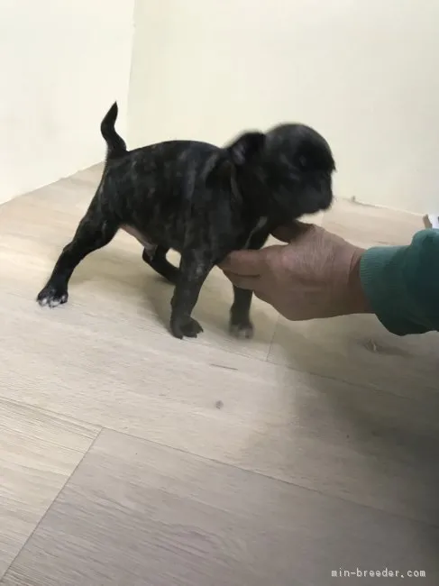 ID：1701-00618の子犬