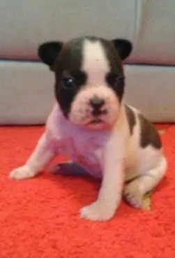 ID:1511-00899の子犬