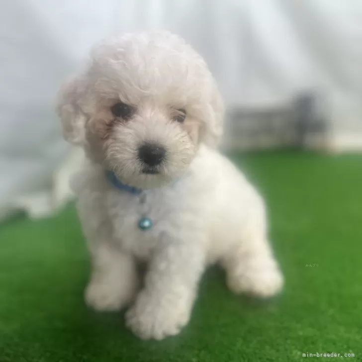 ID:2406-02543の子犬