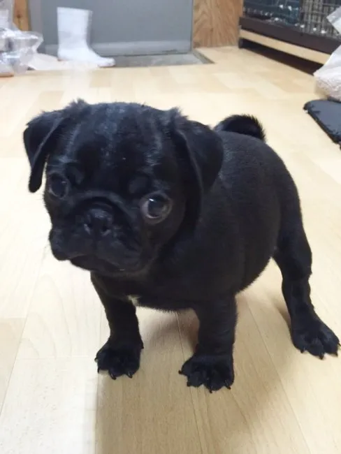 ID:1607-00934の子犬