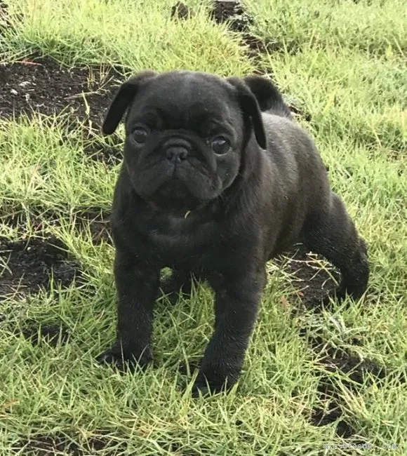ID:1805-01259の子犬