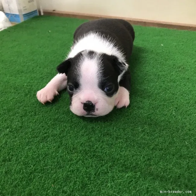 ID：1706-02252の子犬