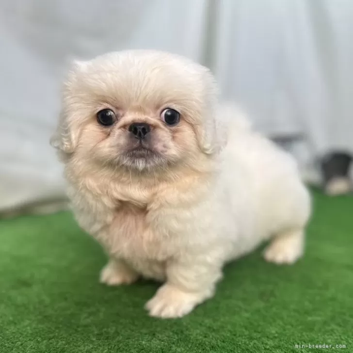 ID:2408-07769の子犬