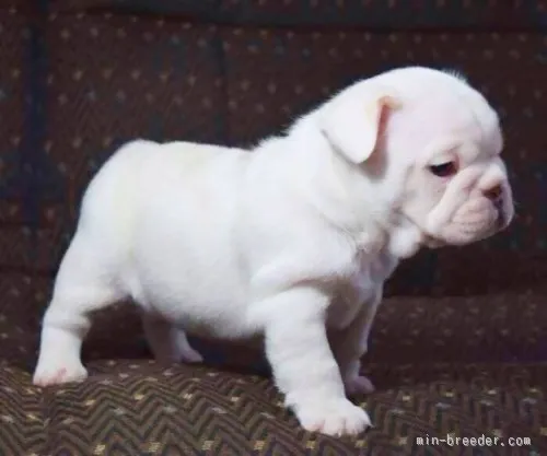 ID：1511-00736の子犬