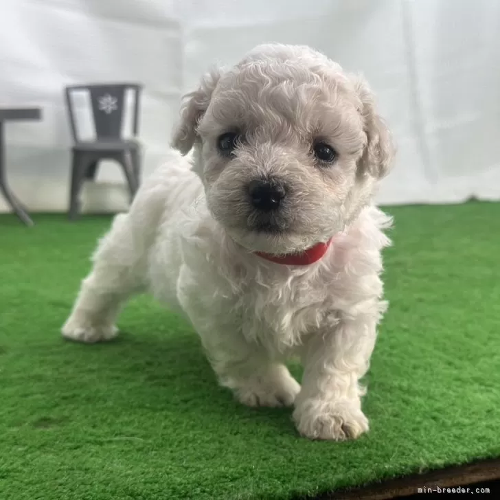 ID：2406-04732の子犬