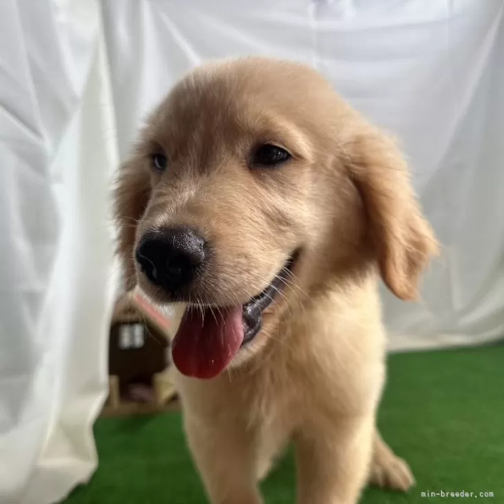 ID:2405-05180の子犬