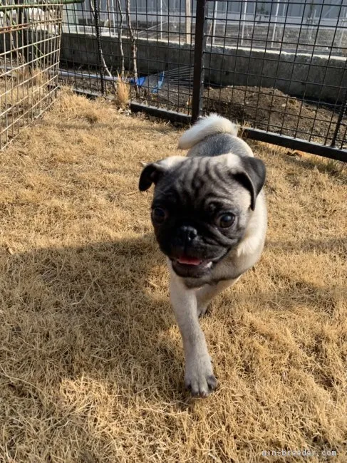 ID:1812-02422の子犬