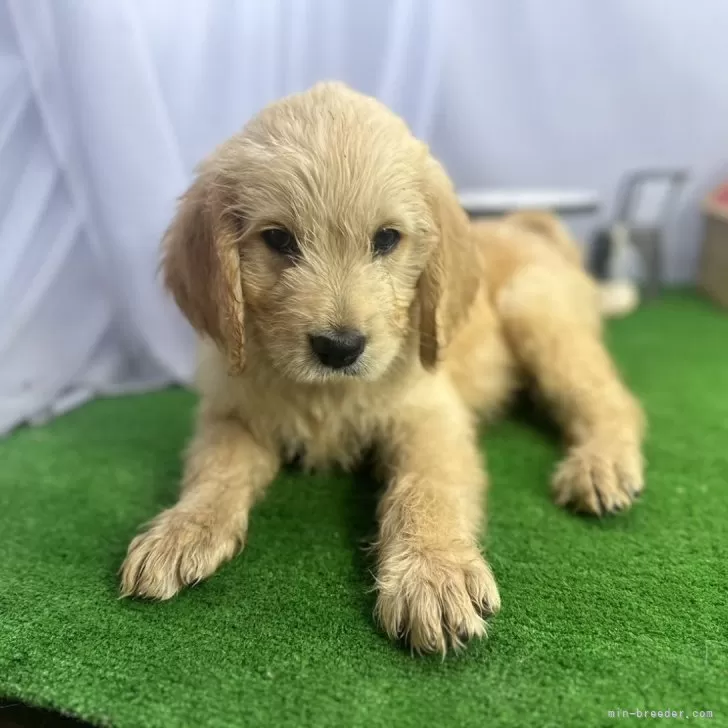 ID：2405-00766の子犬
