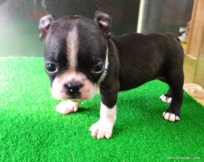 ID:1509-00576の子犬