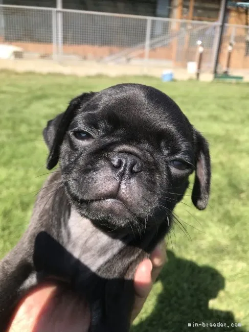 ID：1710-00020の子犬