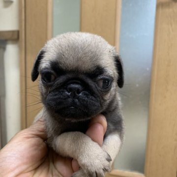 パグ【茨城県・女の子・2019年4月23日・フォーン】の写真「サリーママから生まれたフォーンの女の子☆」
