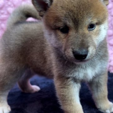 柴犬(標準サイズ)【茨城県・男の子・2024年9月18日・黒混じりの茶】の写真「豆柴(母)、両親共に遺伝子検査クリア　」