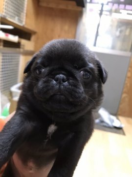 パグ【茨城県・女の子・2016年11月24日・ブラック】の写真「のんびり屋さんな女の子♡」