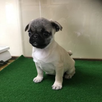 パグ【茨城県・女の子・2017年10月15日・フォーン】の写真「パグのフォーンの女の子☆」