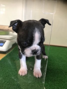 ボストンテリア【茨城県・男の子・2017年10月4日・ボストンカラー】の写真「バジルママから生まれた元気な男の子」