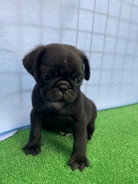 パグ【茨城県・男の子・2020年6月23日・ブラック】の写真「あさりママから生まれた男の子☆」