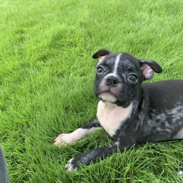 ボストンテリア【茨城県・男の子・2019年6月30日・ボストンカラー】の写真「イギーママから生まれた元気な男の子★」