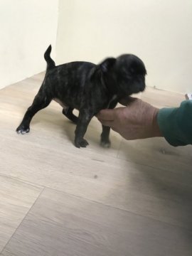 パグ・ボストンテリア【茨城県・男の子・2016年12月31日・ブラック】の写真「元気なミックス犬の男の子♪」