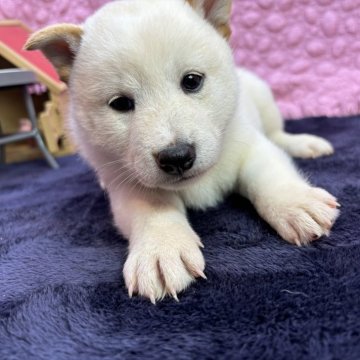 柴犬(標準サイズ)【茨城県・女の子・2024年9月18日・ホワイト、】の写真「母は豆柴、現在1.8kg。成犬小さ目予想。」