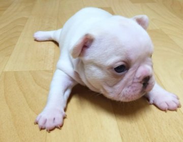 フレンチブルドッグ【茨城県・男の子・2016年1月8日・ホワイト】の写真「元気なホワイトの男の子です( ´ ▽ ` )ﾉ」