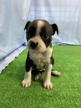 ボストンテリア【茨城県・女の子・2020年7月21日・ボストンカラー】の写真「垂れ耳の可愛い女の子★」