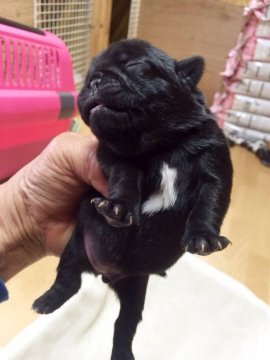 パグ【茨城県・女の子・2016年3月7日・ブラック】の写真「可愛らしいブラックの女の子です♬」